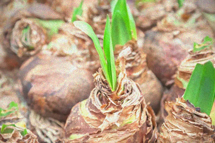 Pflege der verblühten Amaryllis Knolle.