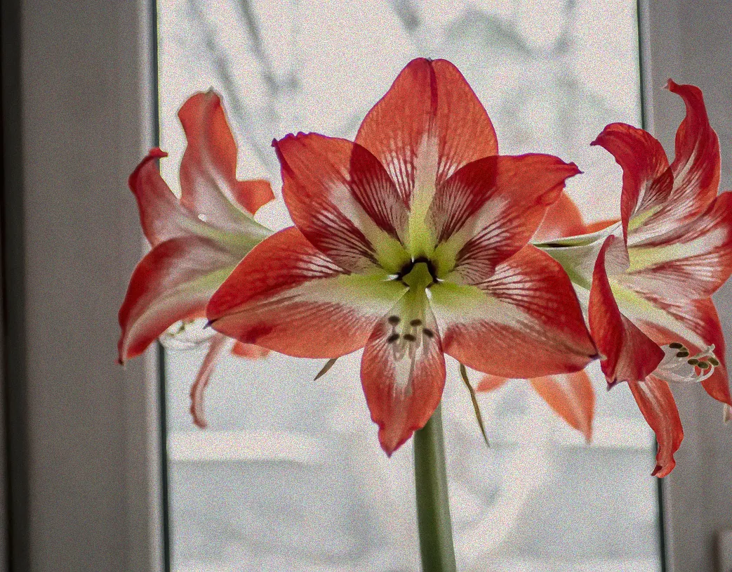 Verblühte Amaryllis mit grünen Blättern.