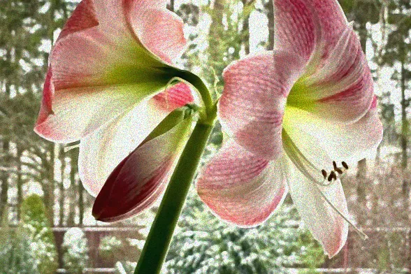 Amaryllis Knolle ohne Blüten im Topf.