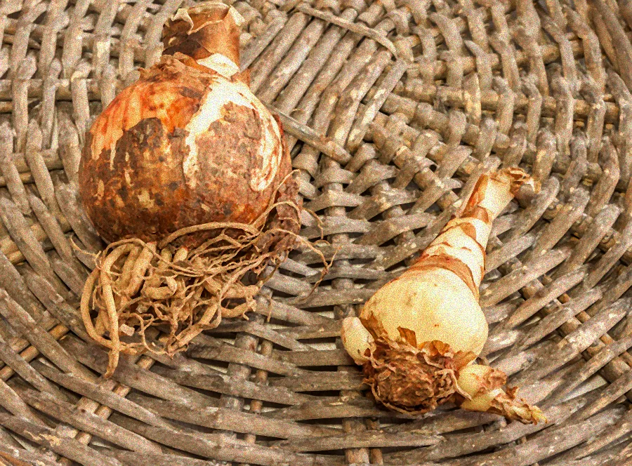 Verblühte Amaryllis Knolle mit Erde.