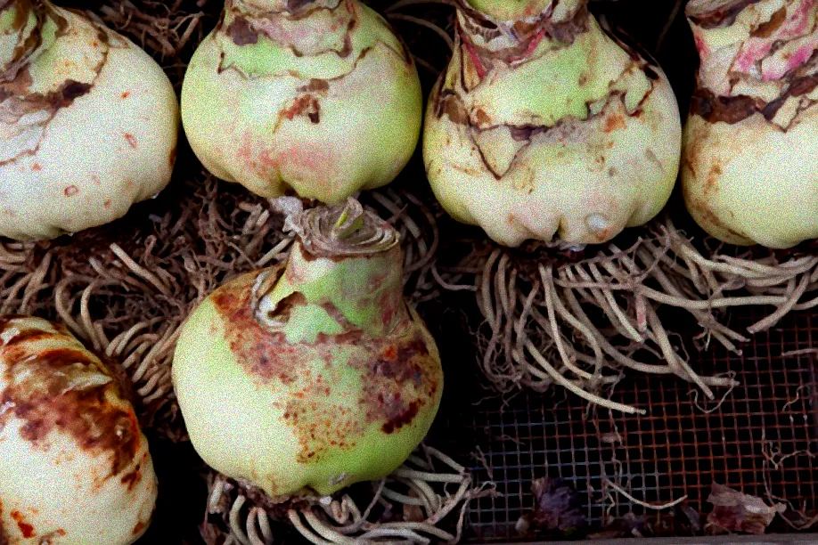 Amaryllis mit verblühten Blütenstängeln.