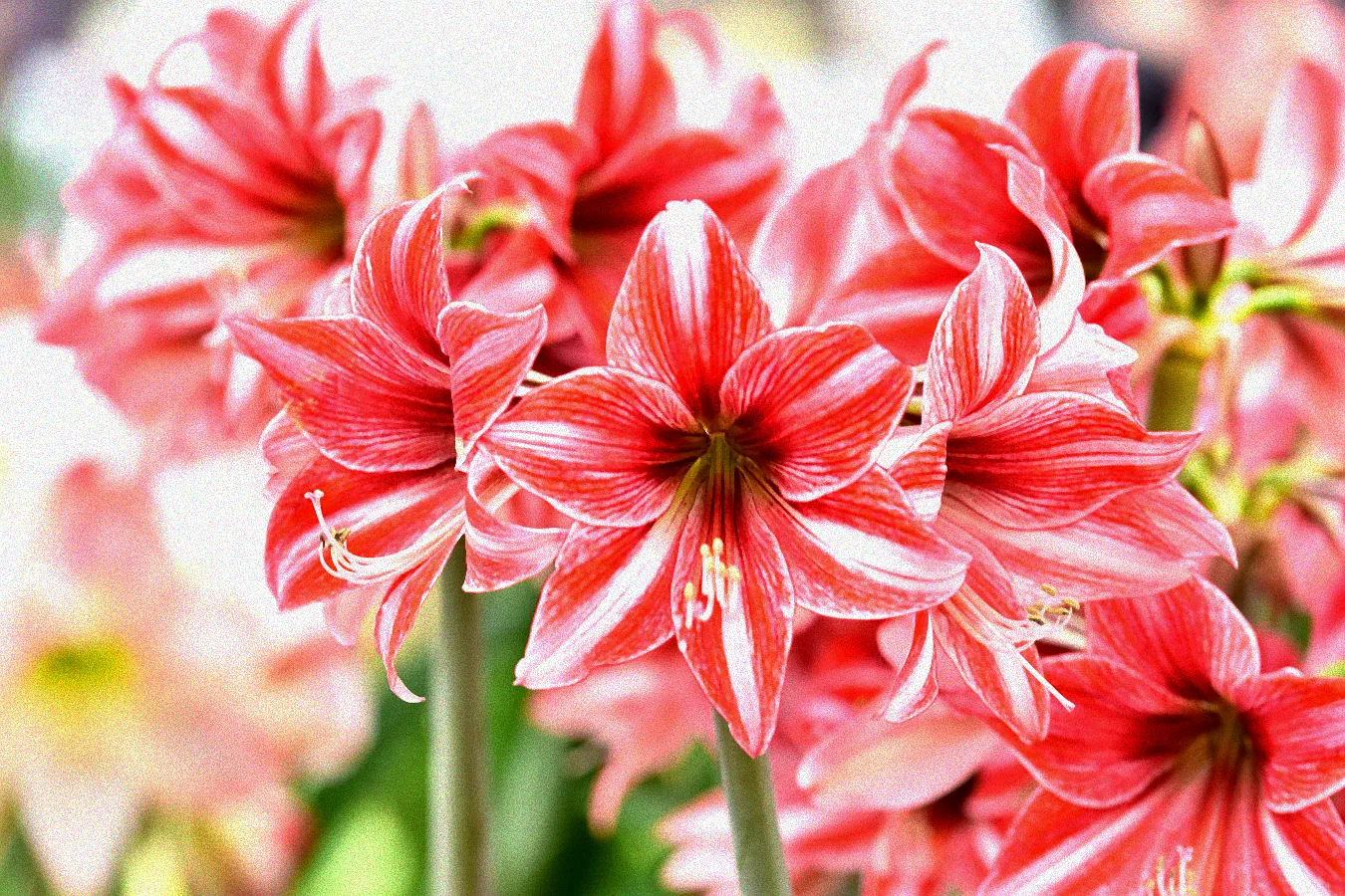 Verblühte Amaryllis in einem Blumentopf.