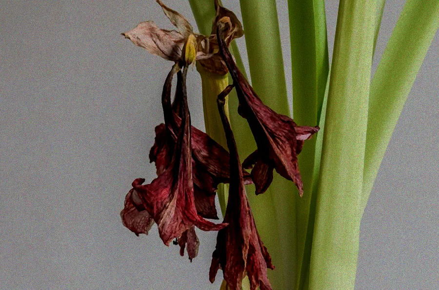 Verblühte Amaryllis Knolle mit grünen Trieben.