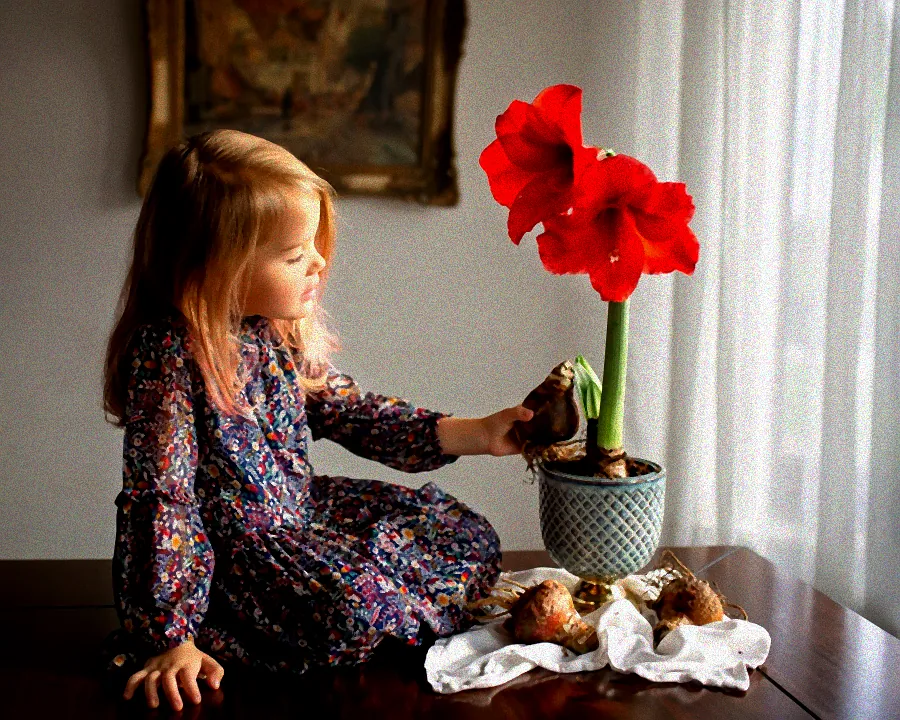 amaryllis knolle verblüht