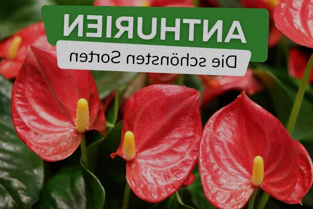 Spezialdünger Anthurien Pflanze