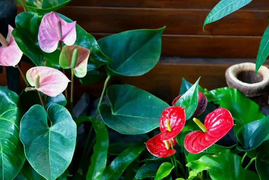 Organischer Dünger Anthurien