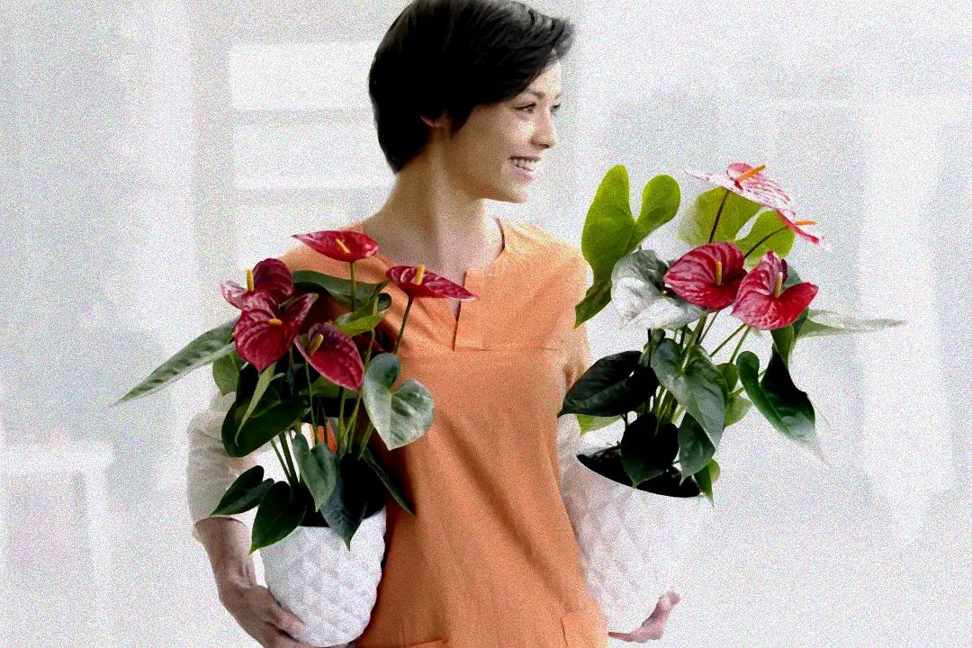 Langzeitdünger Anthurien Pflanze