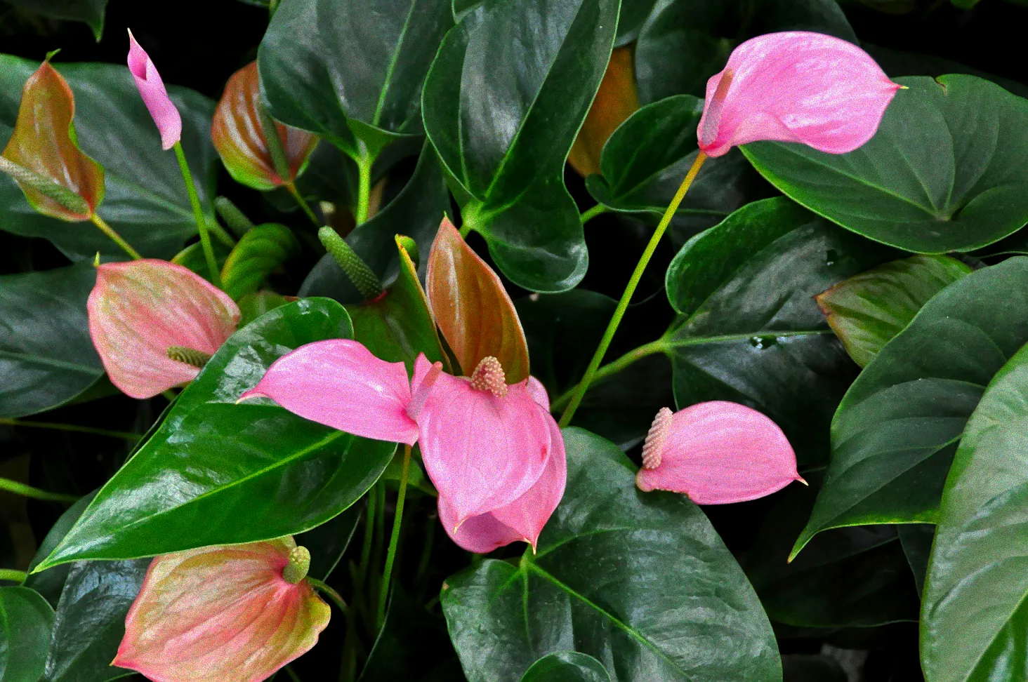 Test Anthurien Dünger