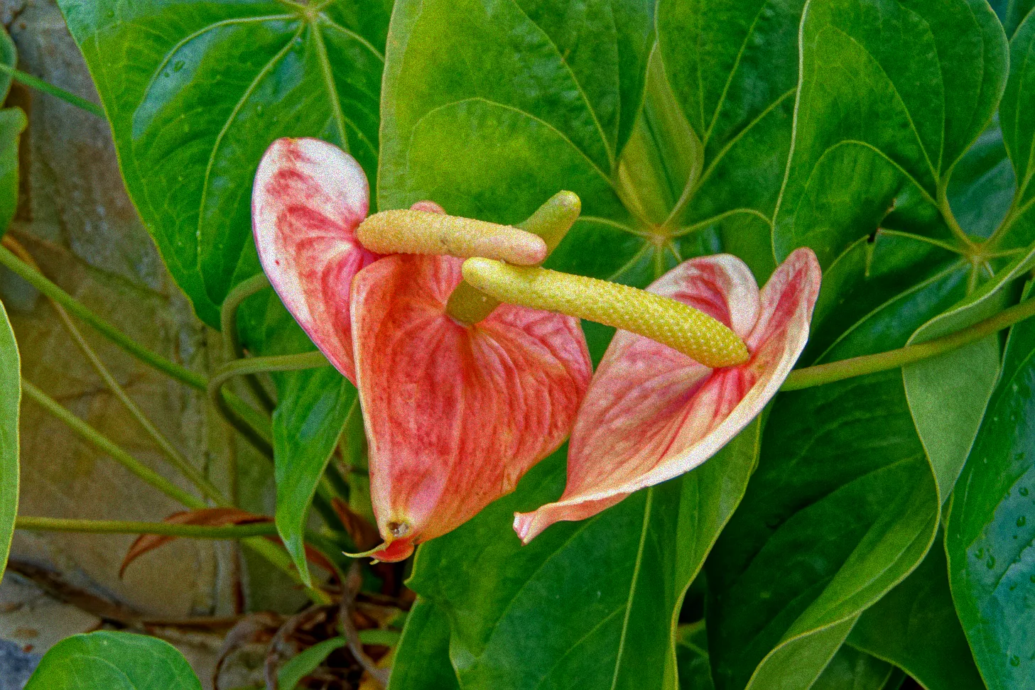 Anleitung Anthurien düngen