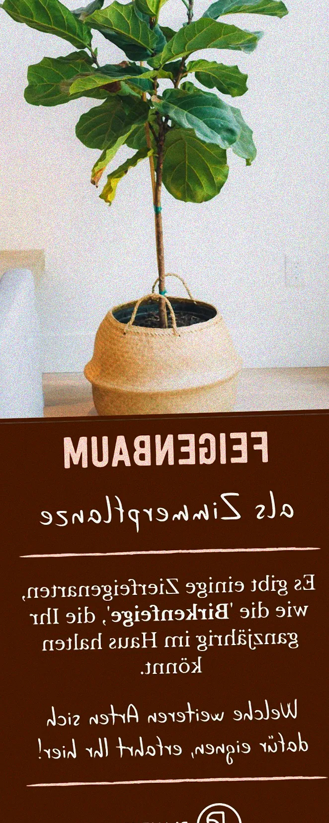 Pflege eines gesunden Feigenbaums