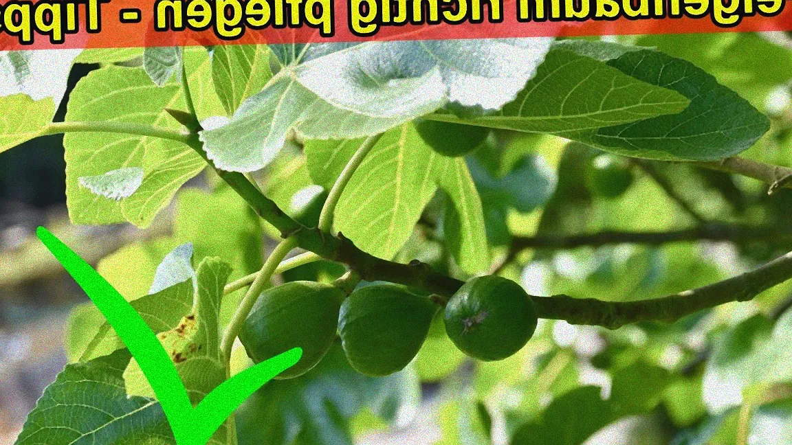 Feigenbaum an sonnigem Standort