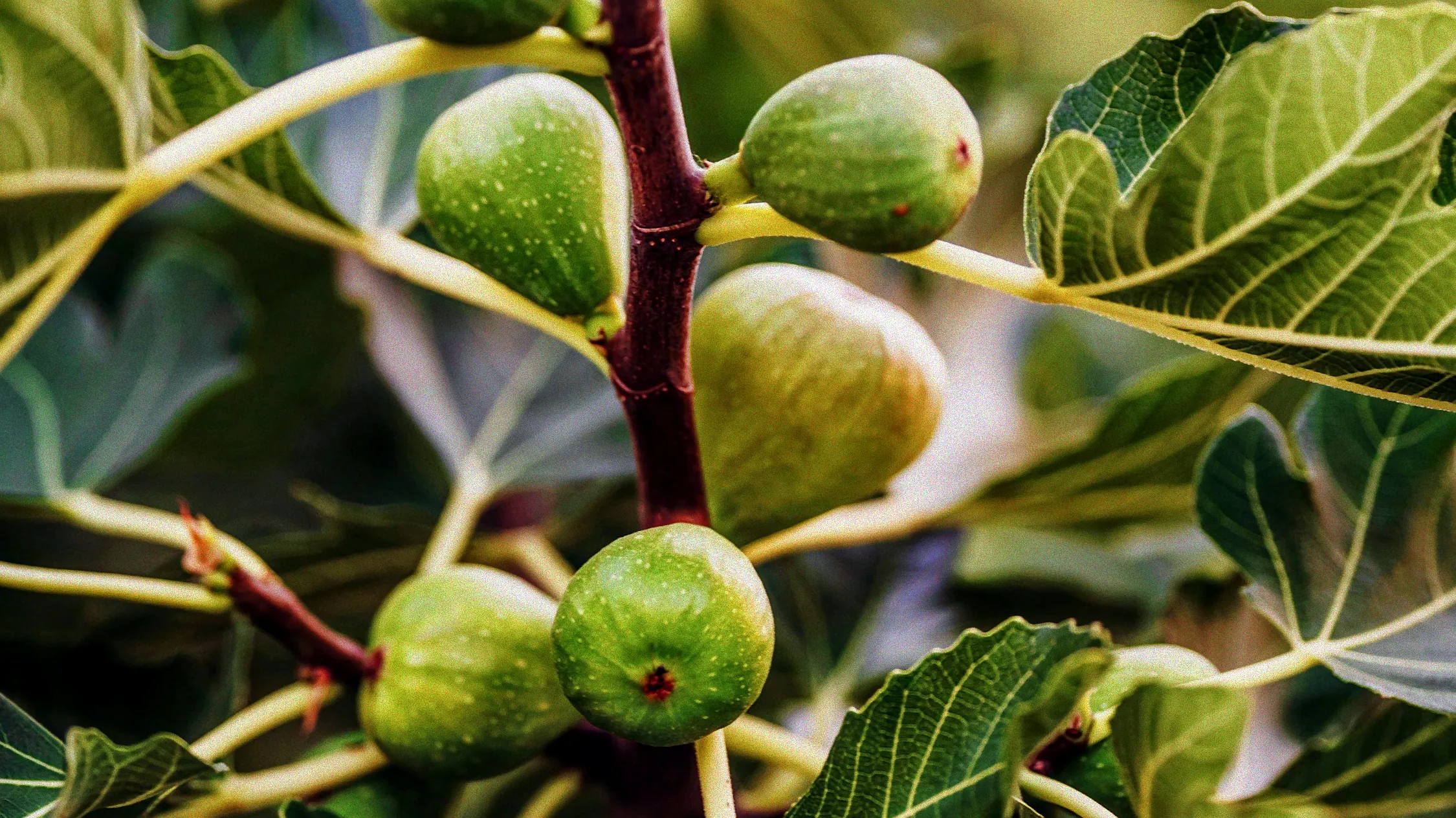 Dünger für Feigenbaum