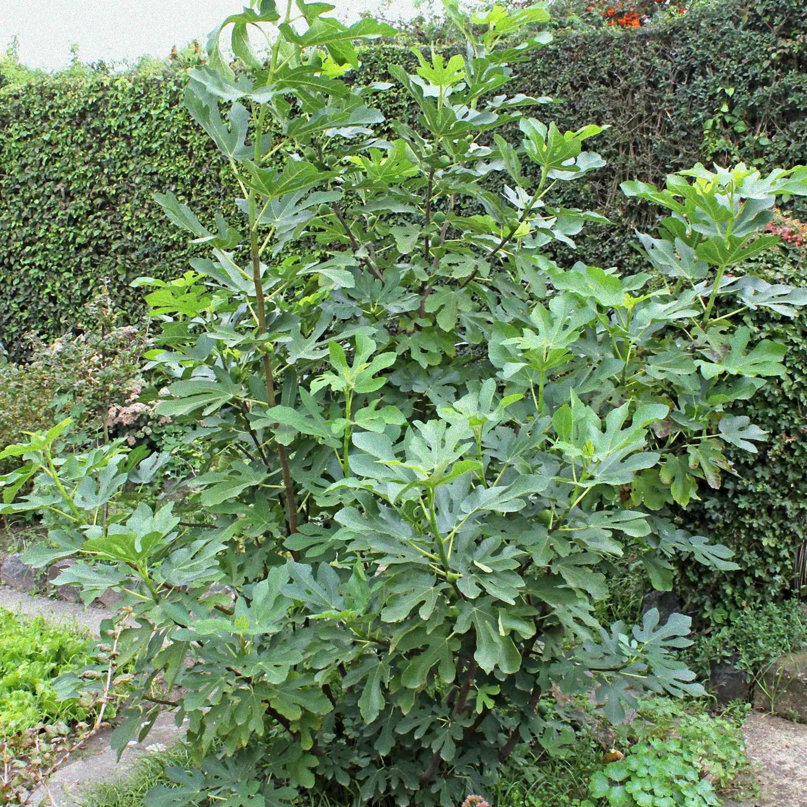 Beschnitt eines Feigenbaums