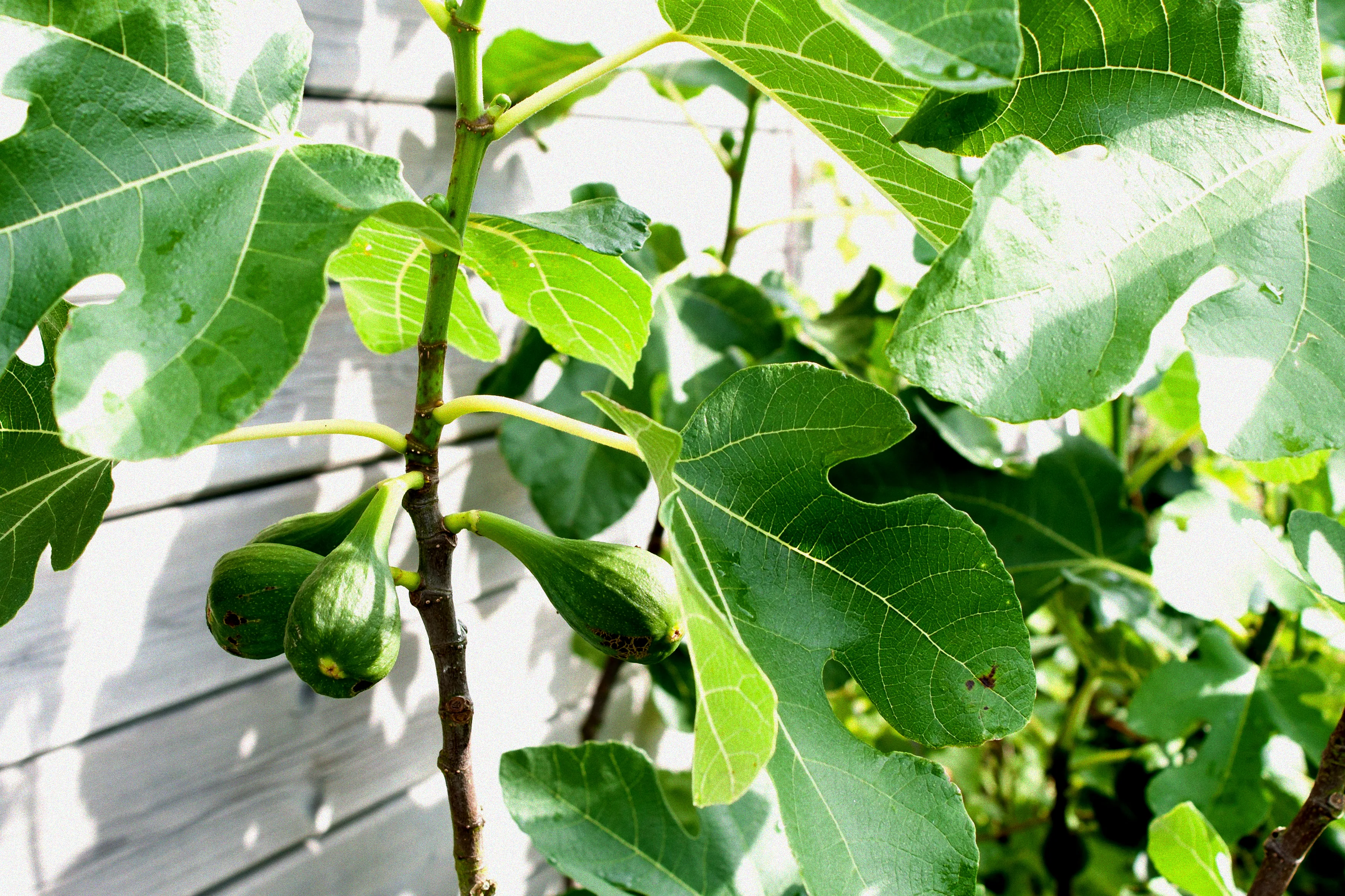 Feigenbaum im Winter