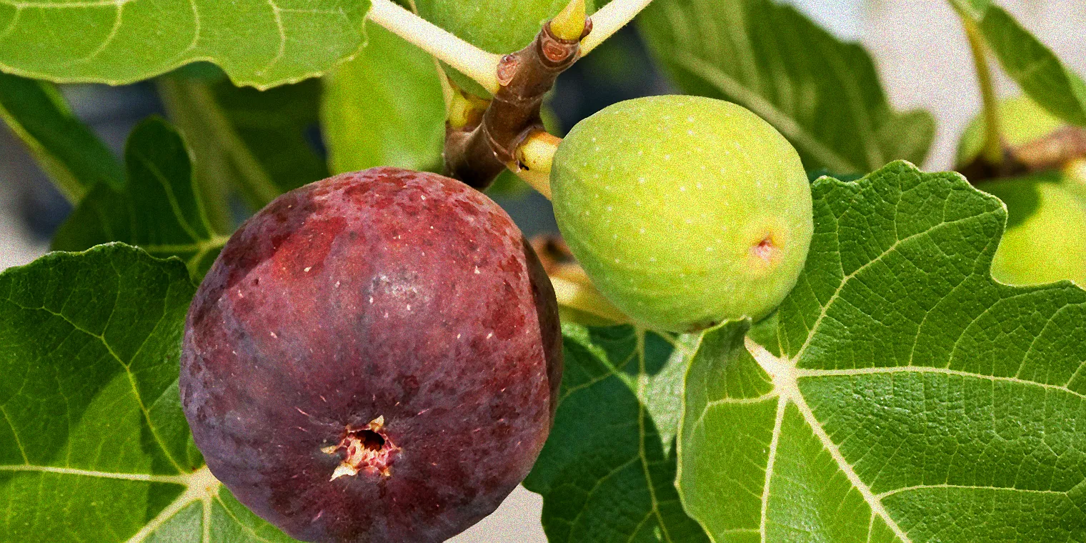 Kranker Feigenbaum mit Blättern