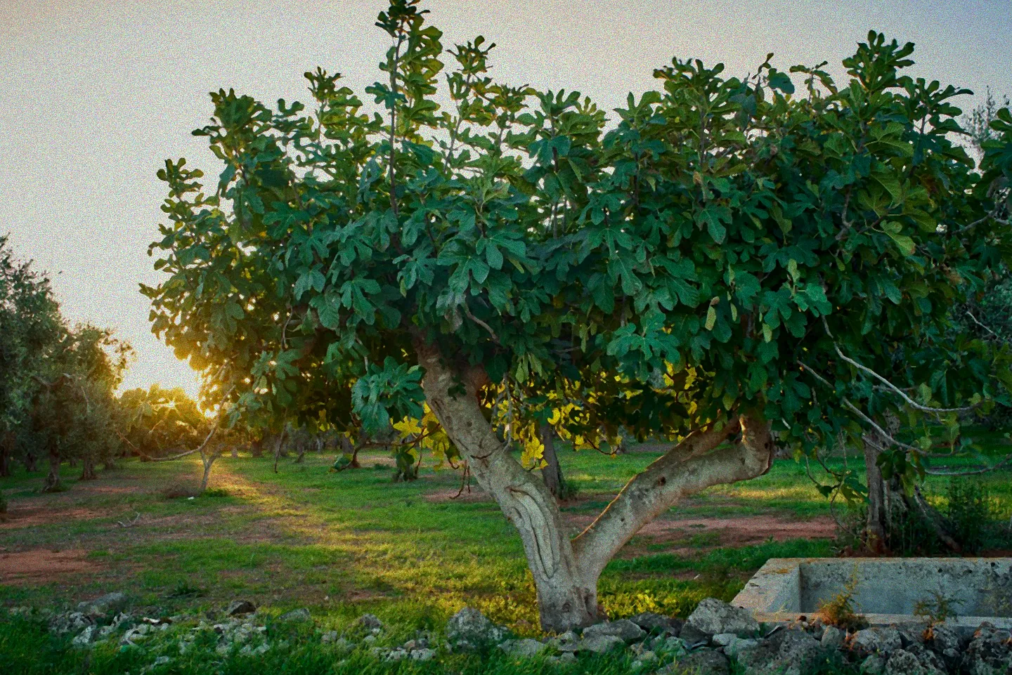 Stecklinge eines Feigenbaums