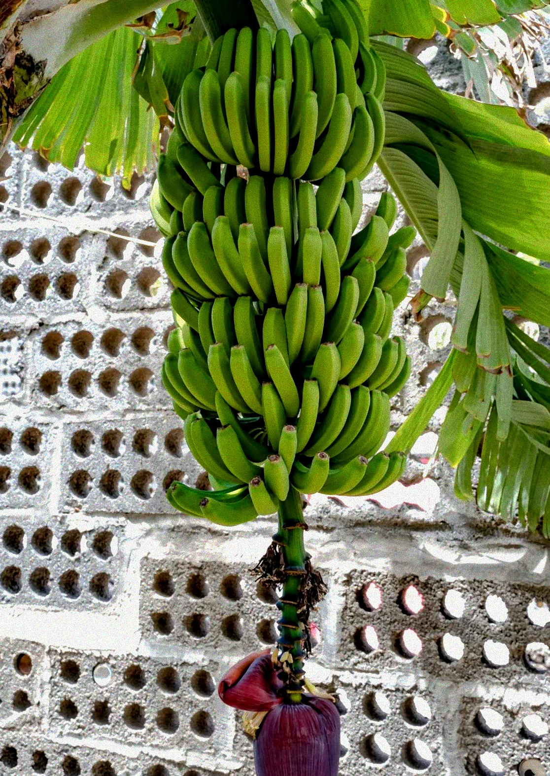 Pflege einer Bananenpflanze in Hydrokultur.