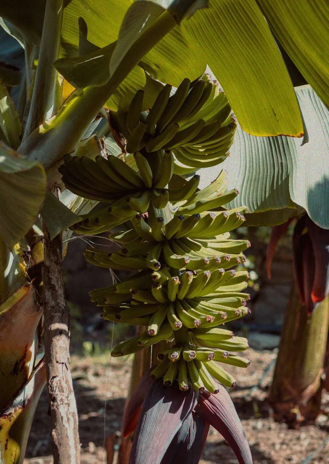 Hydrokultursystem für Bananenpflanzen.
