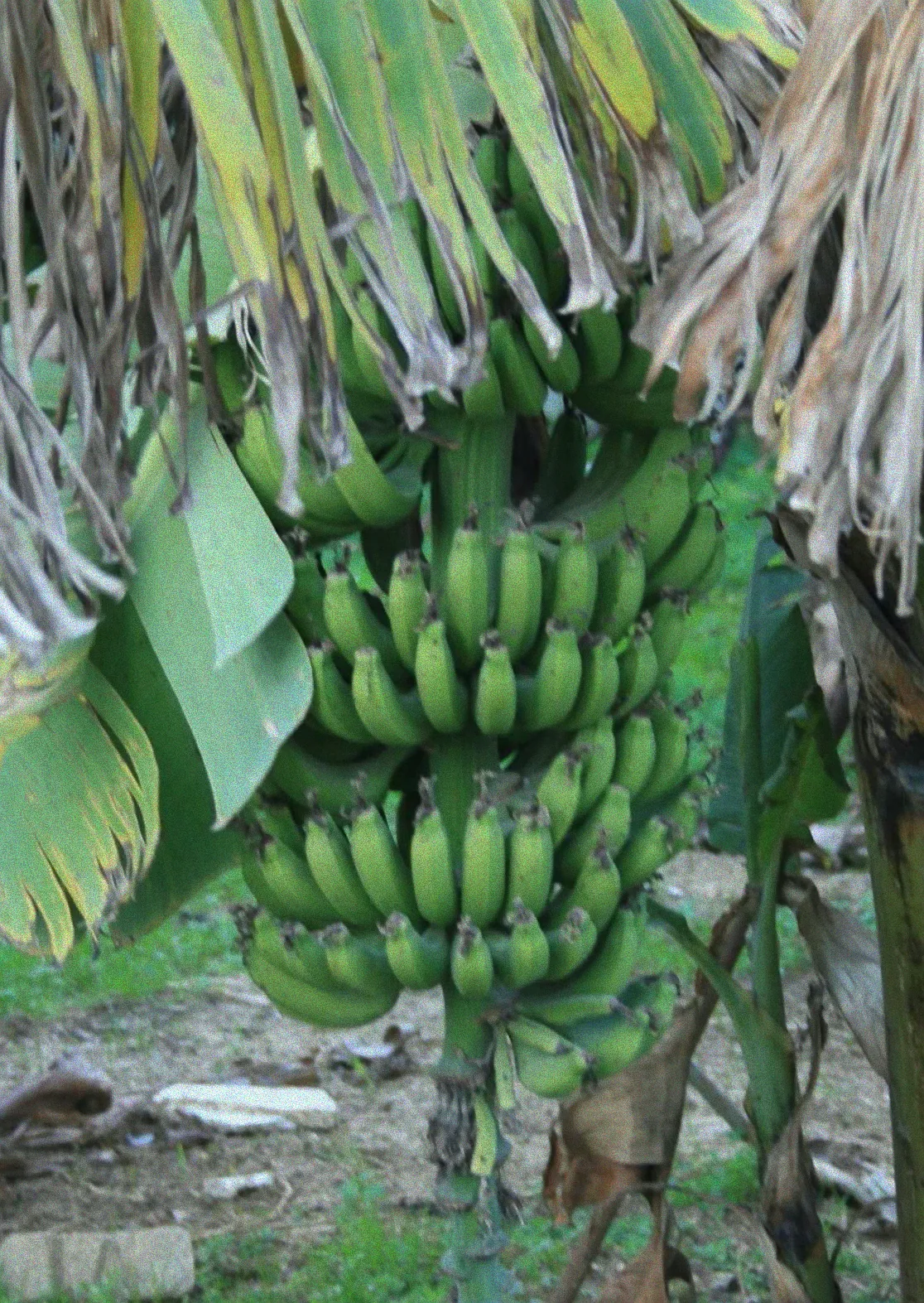 Bananenpflanze gedeiht in Hydrokultur.