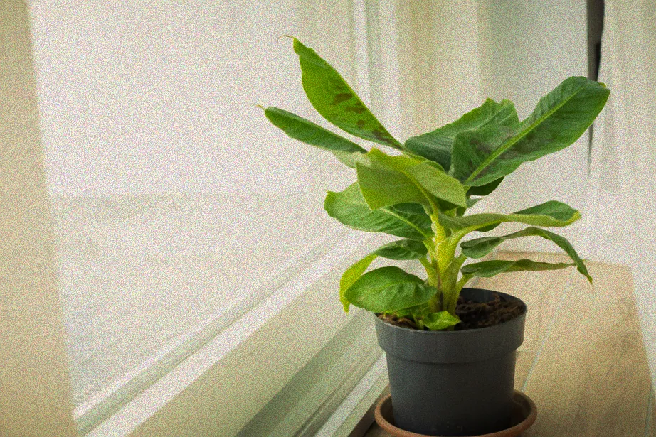 Gesunde Bananenpflanze in Hydrokultur.