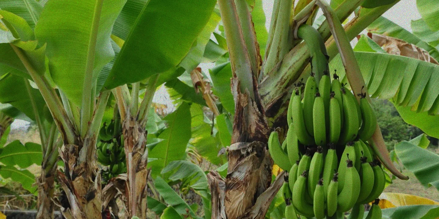 Düngung einer Bananenpflanze in Hydrokultur.