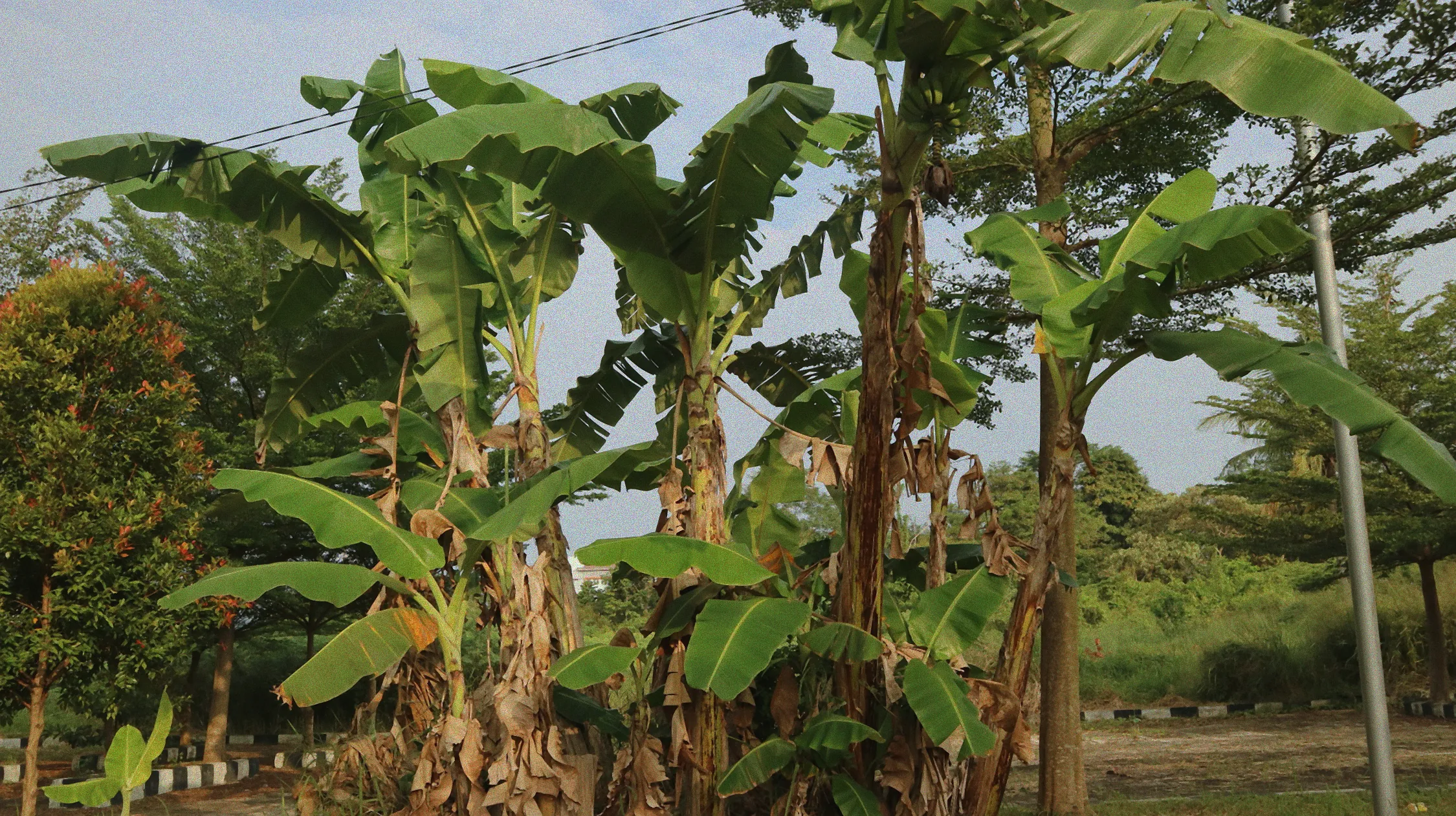 bananenpflanze hydrokultur