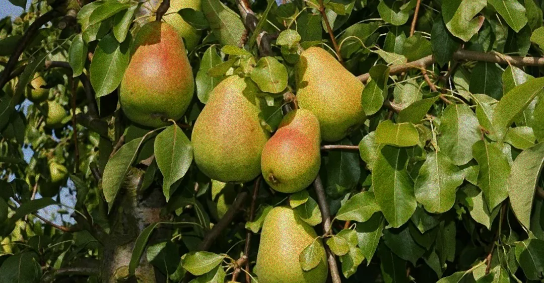 birnbaum schneiden wann