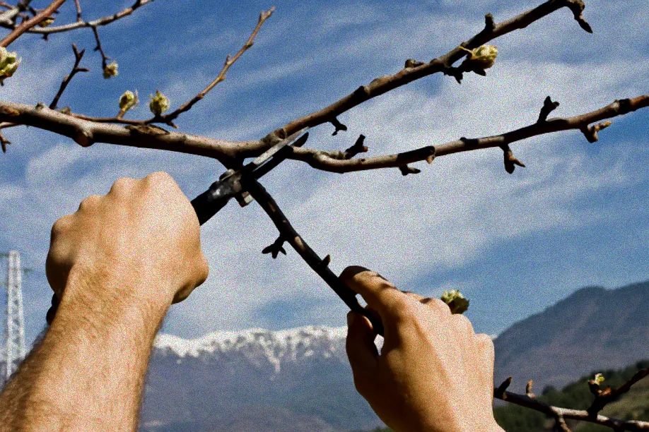 Werkzeug zum Birnbaum schneiden