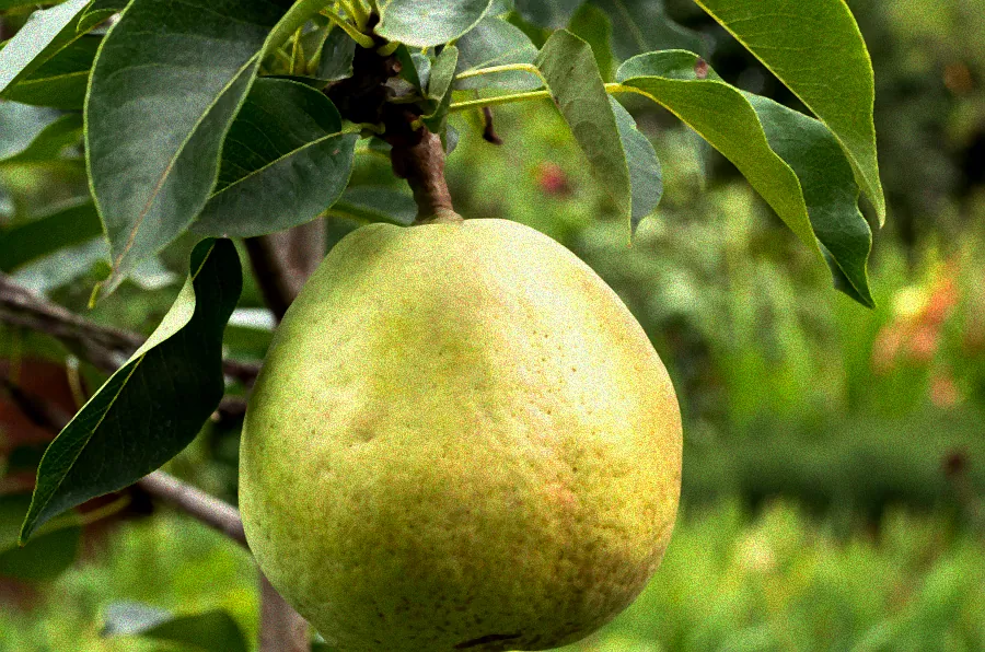 Schritt-für-Schritt Birnbaum schneiden