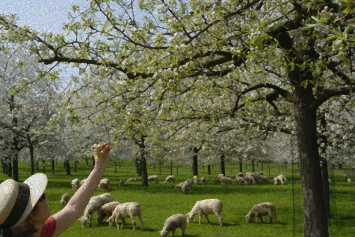 Frühlingshafter Birnbaum