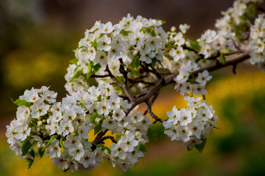 Tipps zum Birnbaum schneiden