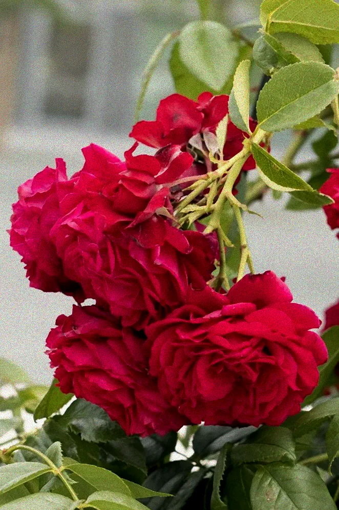 Hausmittel gegen Blattläuse auf einem Tisch.