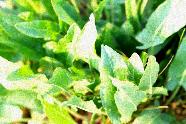 Nützlinge gegen Blattläuse im Einsatz.