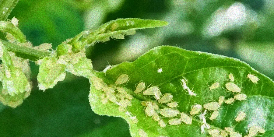 Gesunde Pflanze ohne Blattläuse.