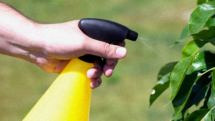 Marienkäfer frisst Blattläuse.