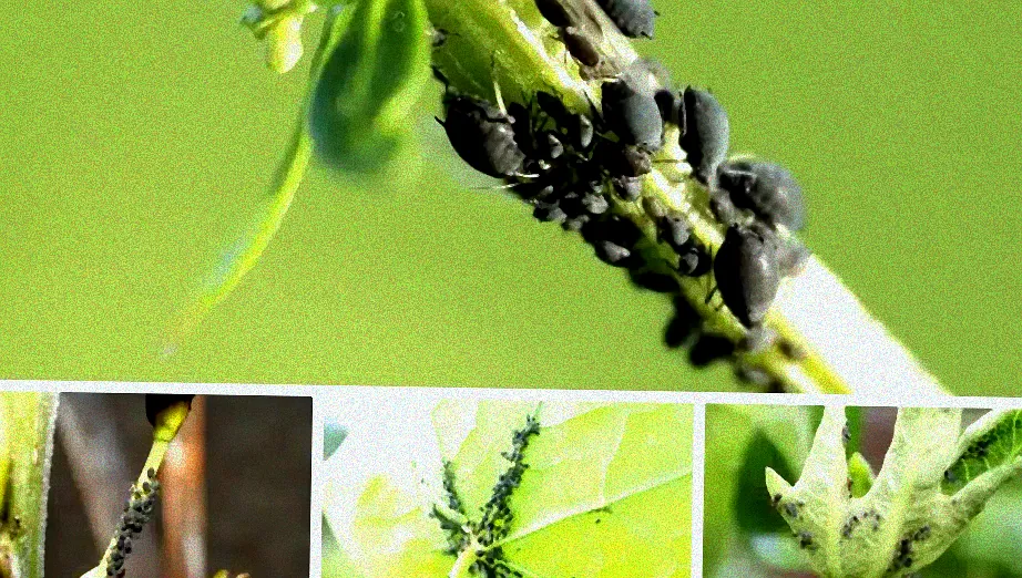 Hausmittel zur Schädlingsbekämpfung.