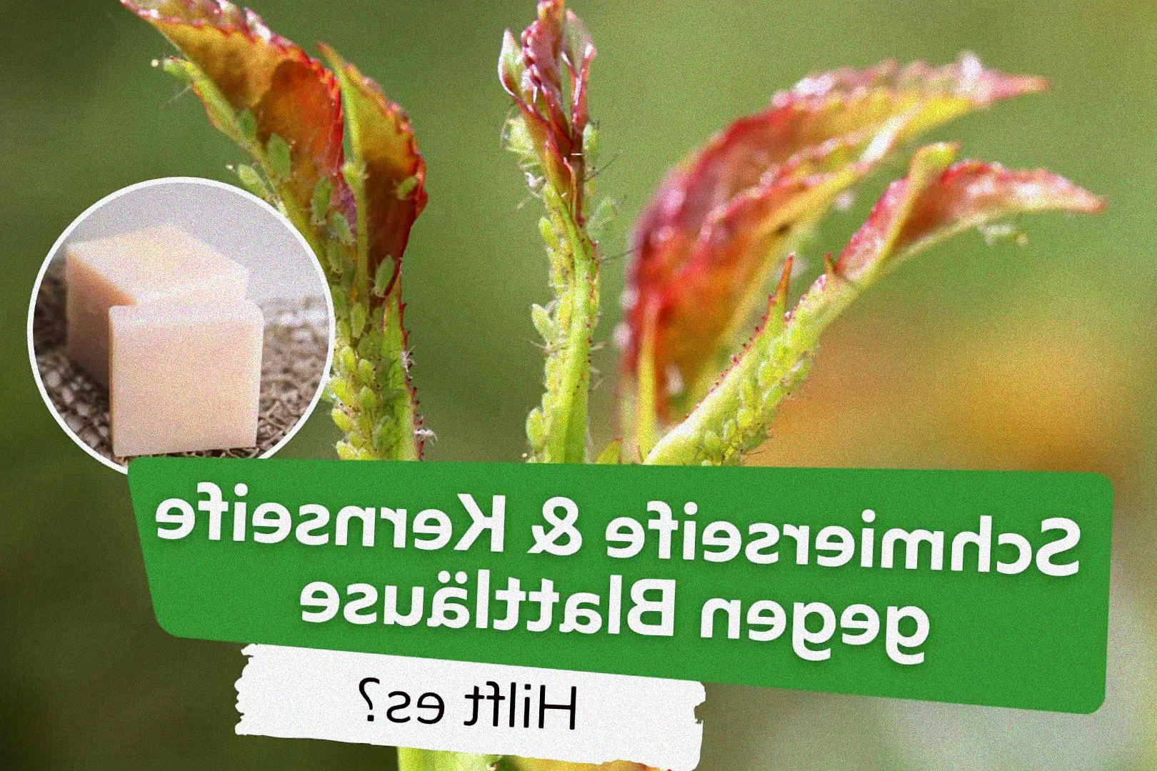 blattläuse pflaumenbaum schmierseife