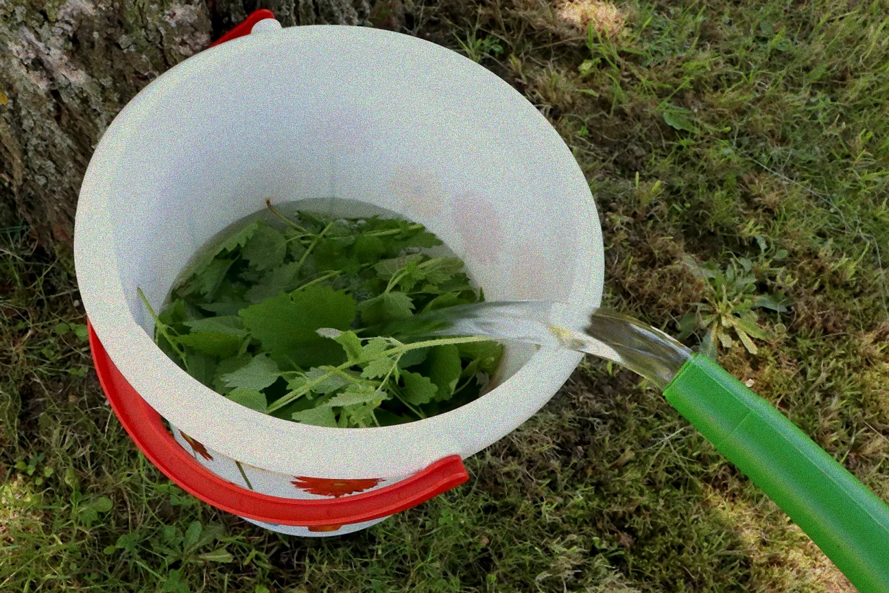 Pflaumenbaum mit Blattläusen