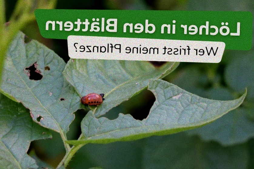 Hausmittel gegen Blattläuse