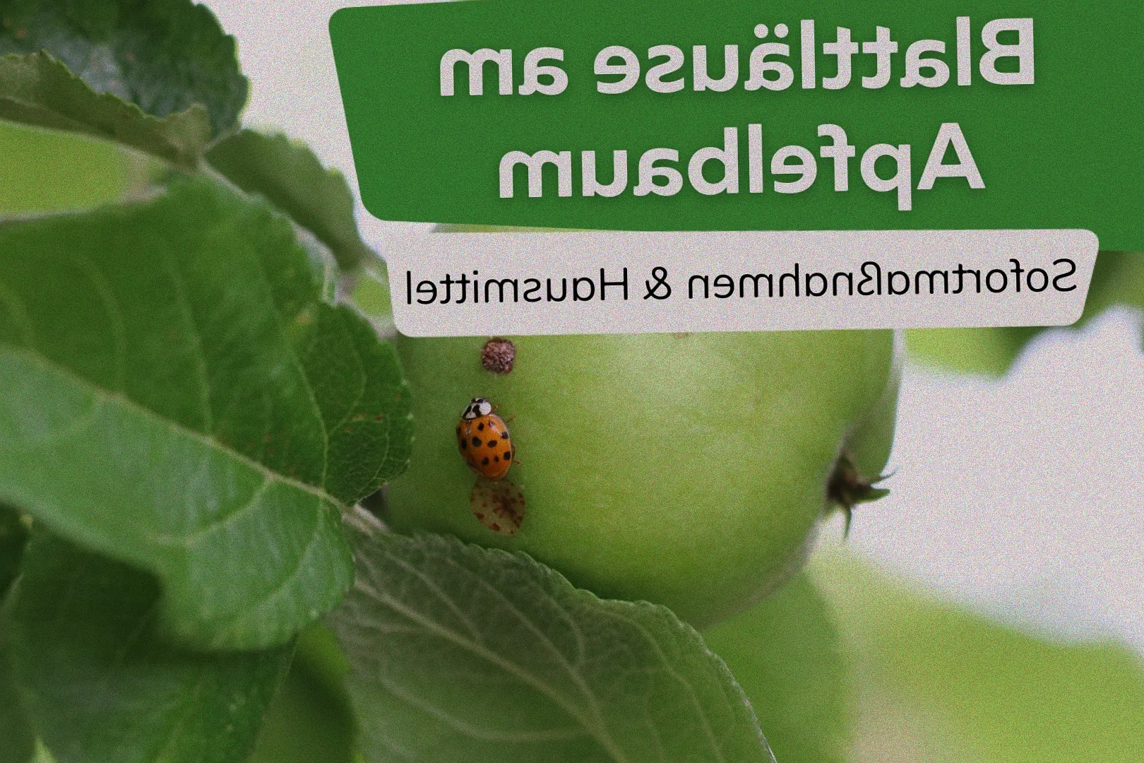 Anwendung von Schmierseife