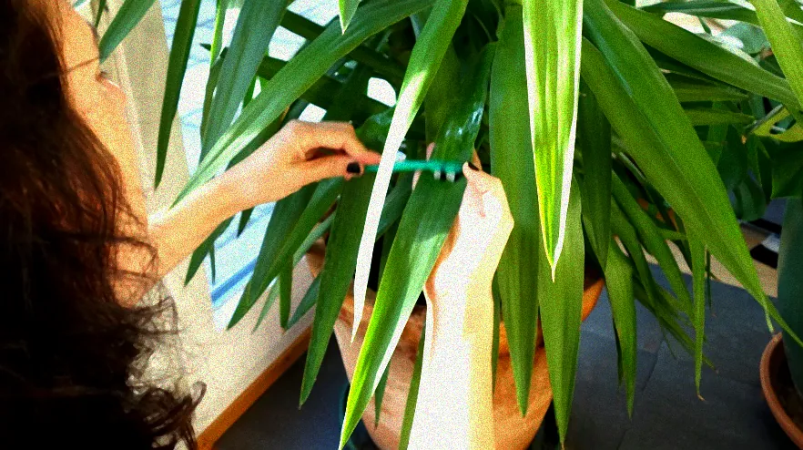 Natürliche Bekämpfung von Blattläusen