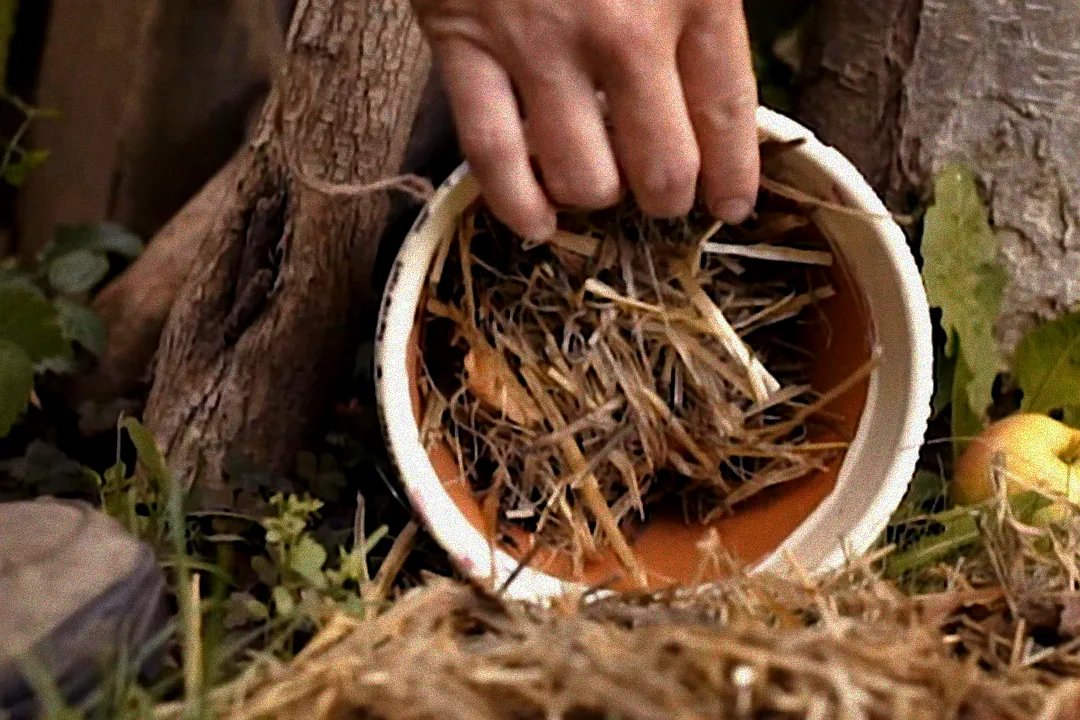 Schmierseifenlösung gegen Blattläuse