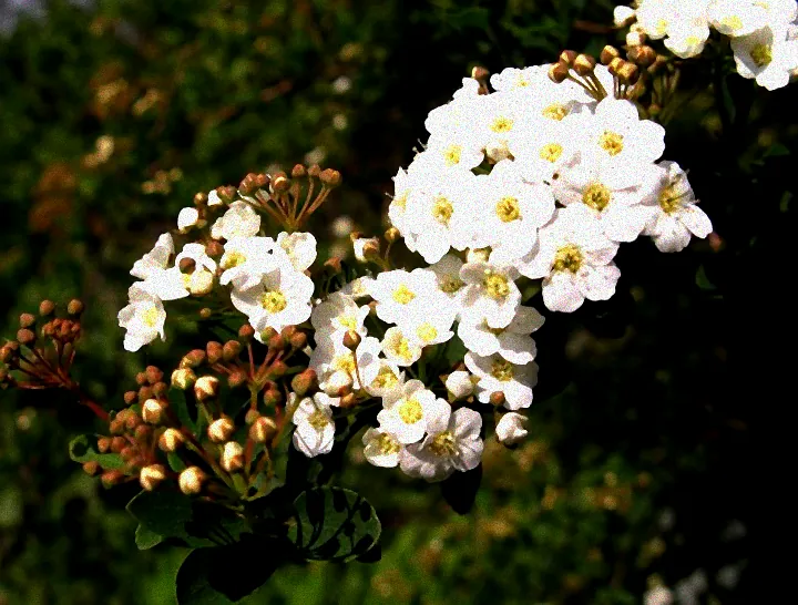 Farbenfrohe Sträucher im April