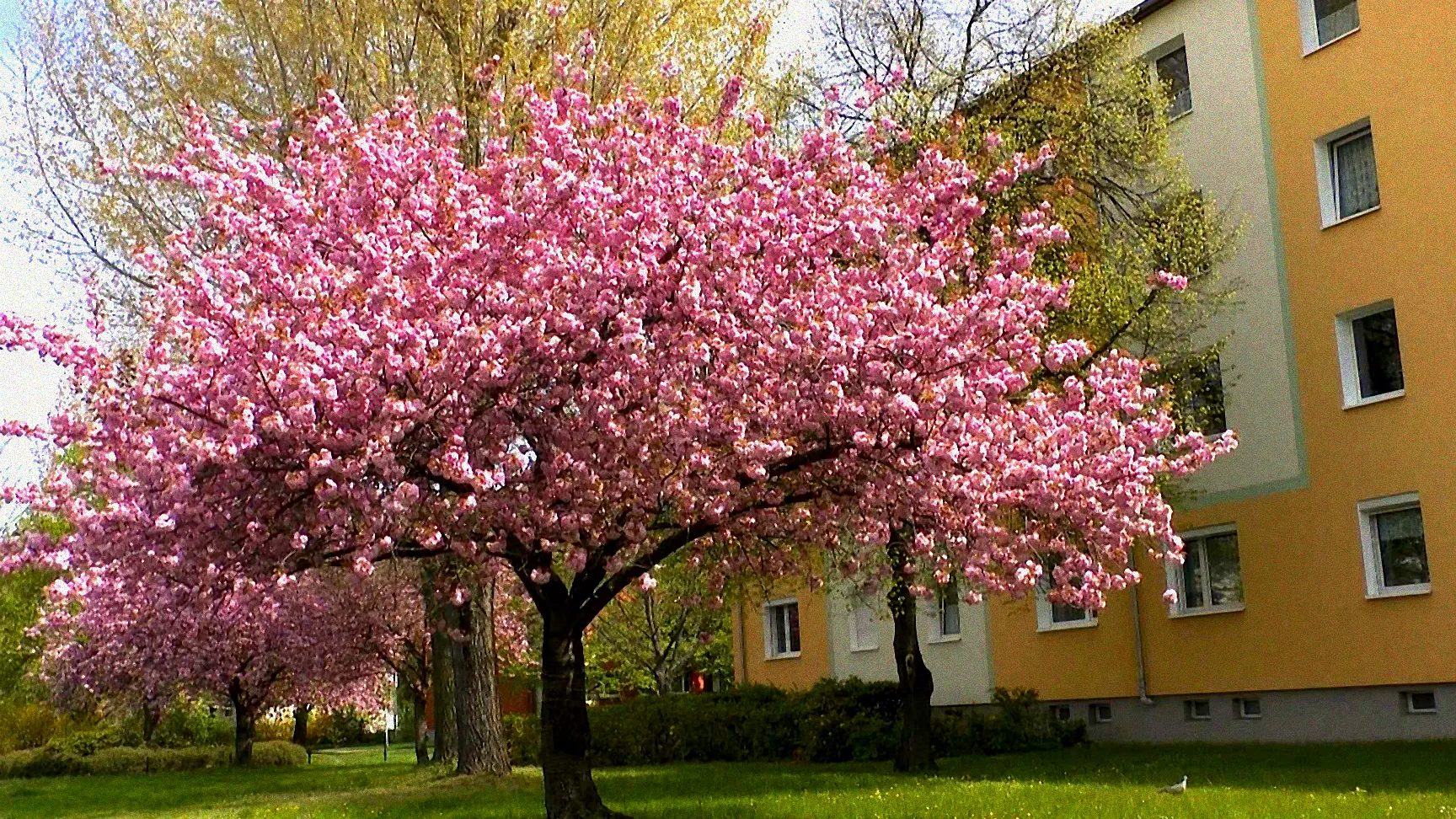 Sträucher in voller Blüte