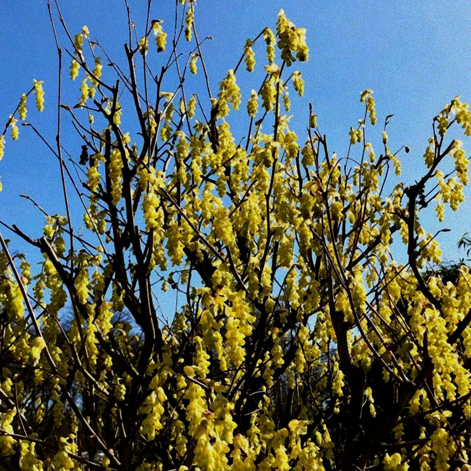 Gartensträucher mit Blüten im April