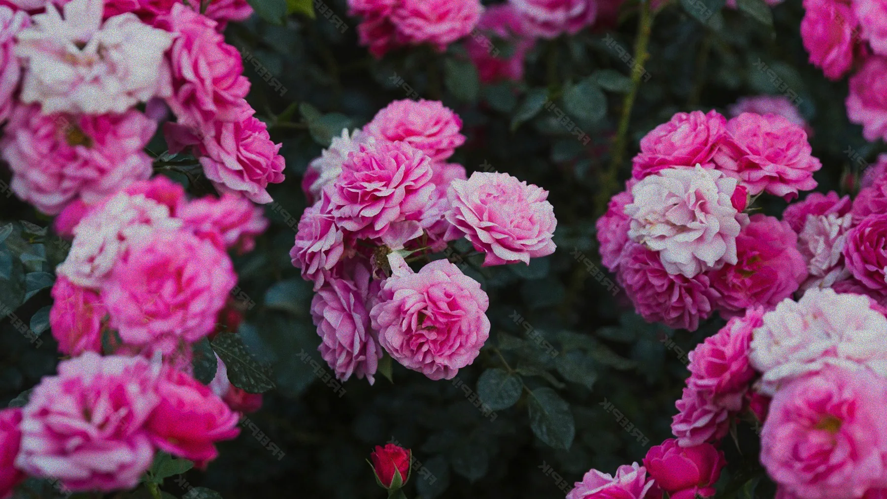 Blühende Sträucher im April