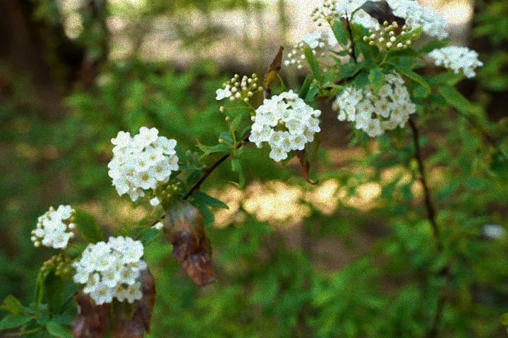 Schöne blühende Sträucher