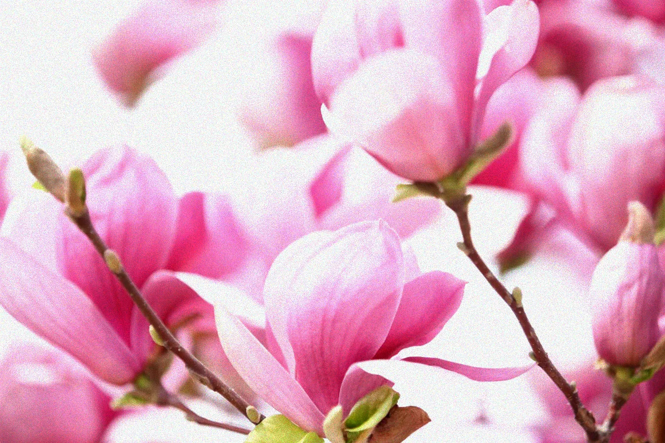 Ziersträucher mit Blüten im April