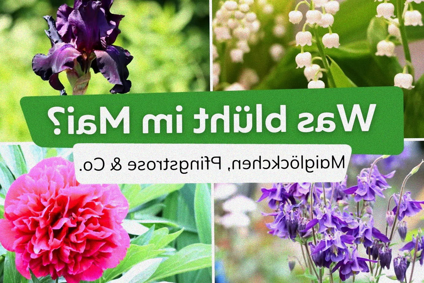 Frühblühende Sträucher im Garten