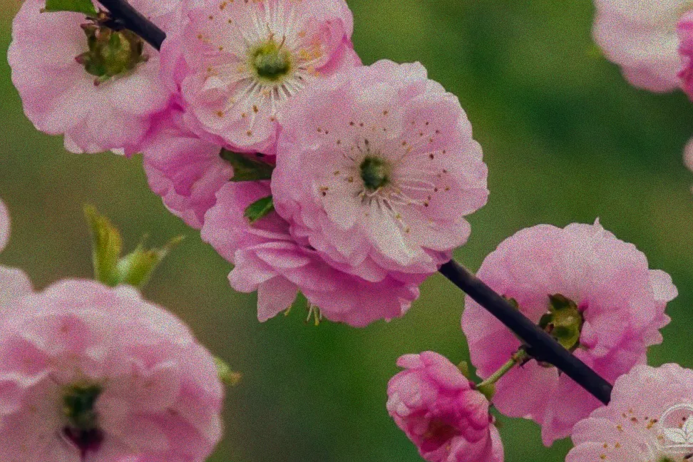 blühende sträucher im april